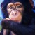 NeonAnimal :iconneonanimal: