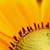 :iconneonparade: