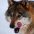 :iconneonwolf360:
