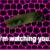 :iconneoskori: