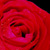 :iconnephthys010: