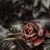 :iconneraneve: