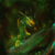 :iconnerielthedragon: