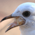 :iconnervezero: