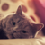:iconneskill: