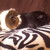 :iconnessi-yannik: