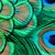 :iconnessima-youth: