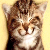 :iconnestlingaround:
