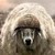 :iconnetlich: