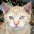 :iconnetsphereimagestudio: