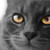 :iconnettienoo3: