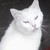 Neve-Carina :iconneve-carina: