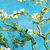 :iconneverland-magic: