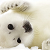 :iconnevermeltice: