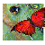 :iconneverwinter: