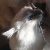 :iconnevyanwindsprite: