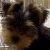 :iconnewbie-pets12323: