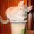 :iconnewfnut: