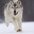 :iconnewkillerwolf45: