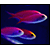 :iconnewklear: