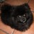 :iconnewmanalchemyst: