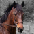 :iconnewynn-stock: