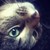:iconnewyorkpigeon: