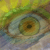 :iconneximo: