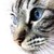 :iconneyo-bunny: