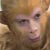 :iconngokhong: