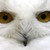 :iconnharie: