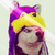 :iconnhirak: