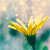 :iconnhuthanh: