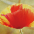 :iconni-dunia:
