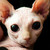 :iconnicci323: