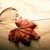 :iconnichanart77: