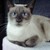 :iconnicholasthibault: