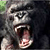 :iconnick-f: