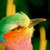 :iconnicksweeting: