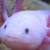 :iconnickythesquid: