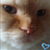 :iconnicojato: