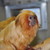 :iconnicolaitaly: