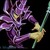 :iconnicolasflamel02: