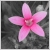 :iconnicolep: