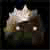 :iconnicoltyler:
