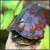 :iconnicopylonites: