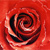 :iconnicorobin1989: