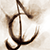 :iconnicotikibird: