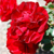 :iconnicphotoinc:
