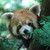 :iconnicxtreme: